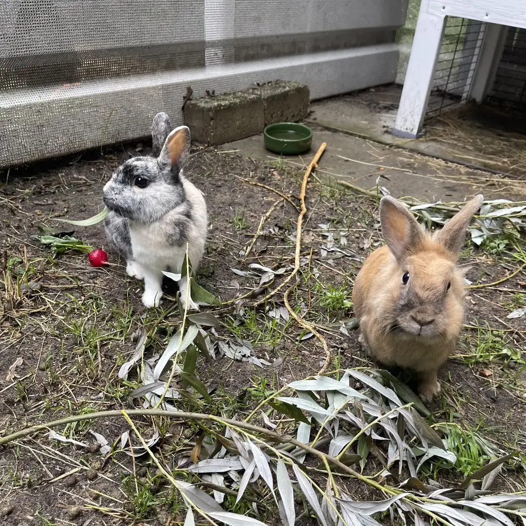 Verblijf 6 - Gras/zand